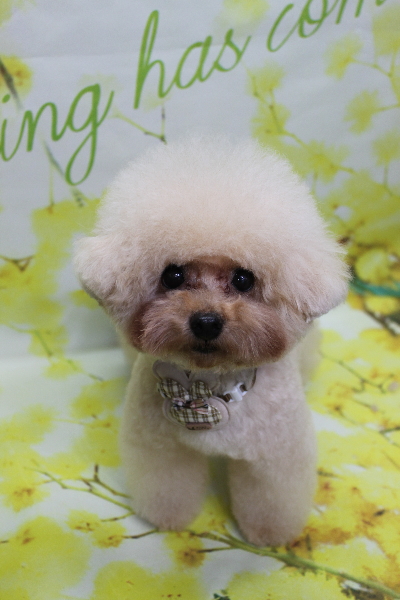 千葉県鎌ケ谷市のトイプードルトリミング画像