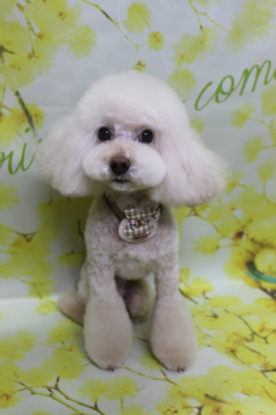 千葉県鎌ケ谷市のトイプードルのトリミング画像