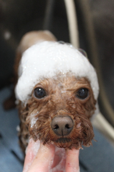 千葉県市川市のトイプードルのシャンプー画像