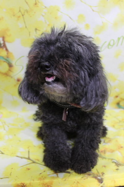 千葉県印西市のトイプードルのトリミング前画像