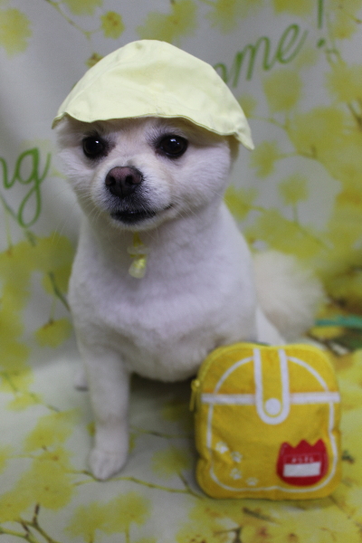 東京都港区のポメラニアンのトリミング画像