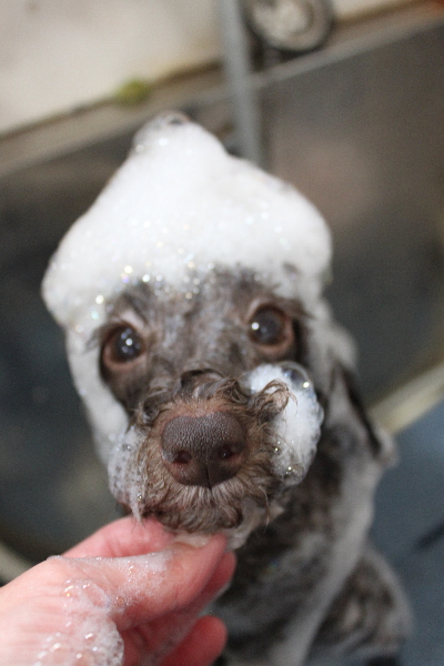 千葉県千葉市のトイプードルのシャンプー画像