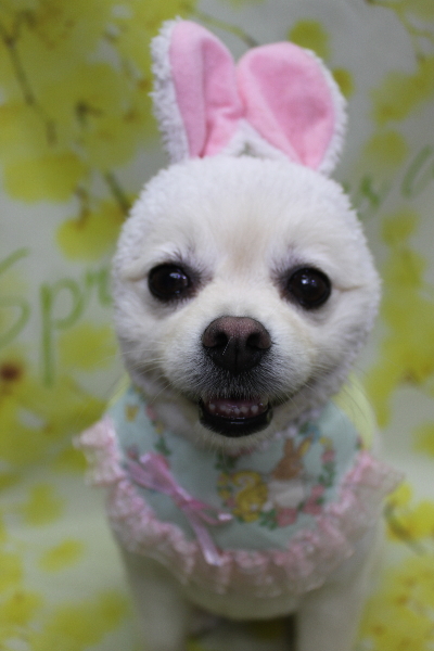 東京都港区のポメラニアンのトリミング画像