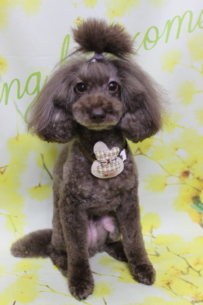 千葉県千葉市のトイプードルのトリミング画像