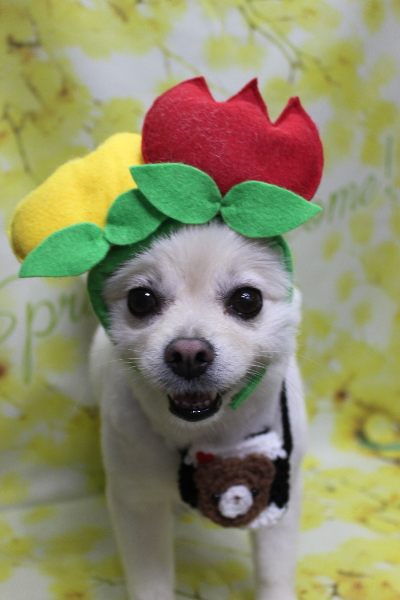 東京都港区のポメラニアンのトリミング画像