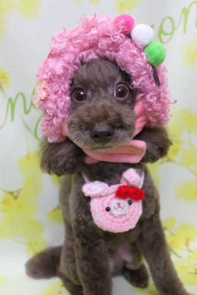 千葉県千葉市のトイプードルのトリミング画像