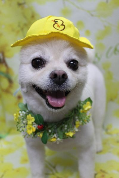 東京都港区のポメラニアンのトリミング画像