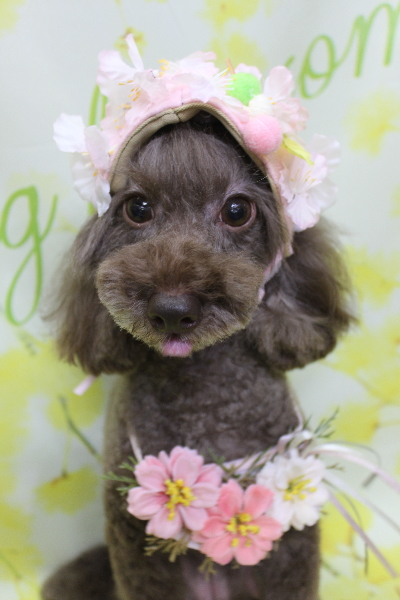 千葉県千葉市のトイプードルのトリミング画像