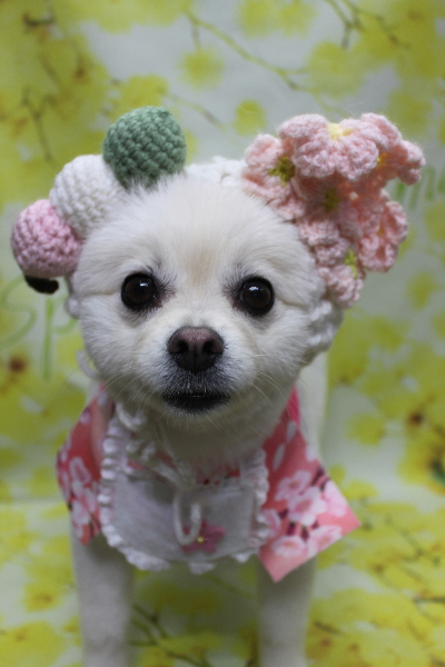 東京都港区のポメラニアンのトリミング画像