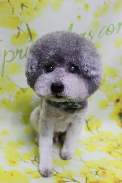 千葉県松戸市のトイプードルのトリミング画像