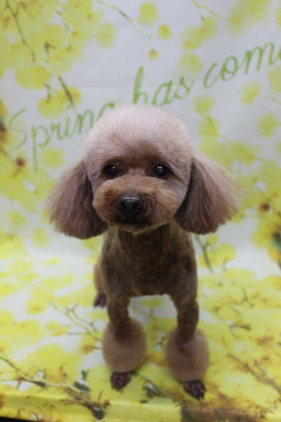 トイプードルブリーダーの成犬、トリミング画像
