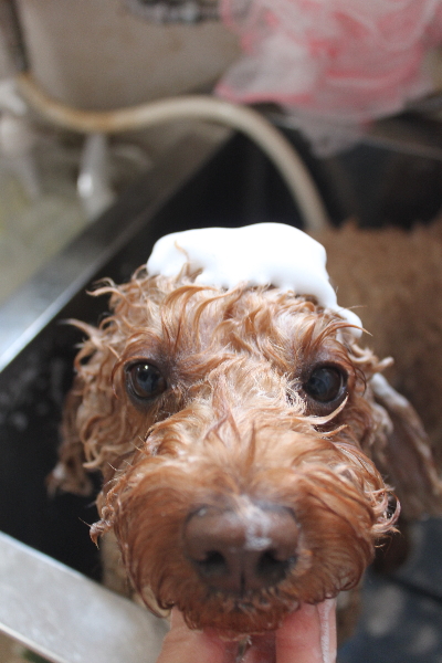 千葉県船橋市のトイプードルのシャンプー画像