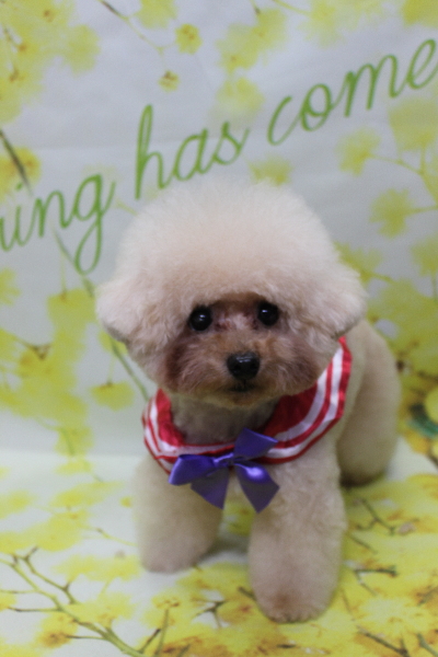 千葉県鎌ケ谷市のトイプードルトリミング画像