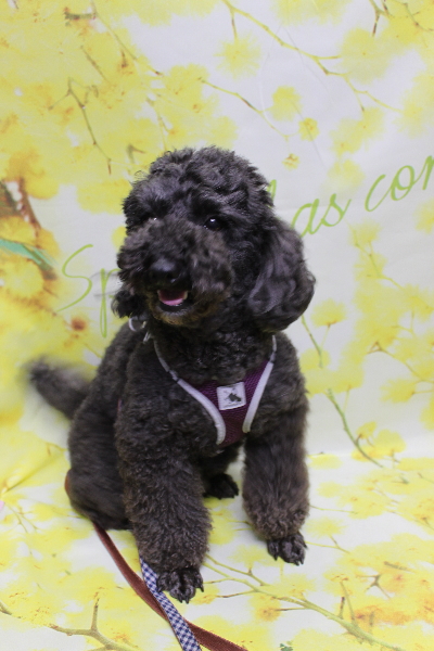 千葉県鎌ヶ谷市のトイプードルのトリミング前画像