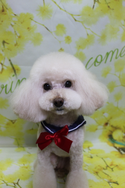 千葉県鎌ケ谷市のトイプードルのトリミング画像