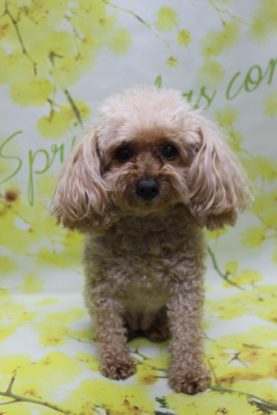 千葉県船橋市のトイプードルのトリミング前画像