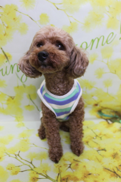 千葉県船橋市のトイプードルのトリミング前画像