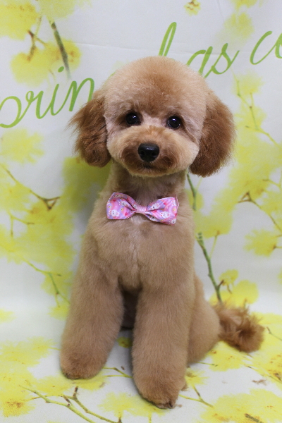 千葉県船橋市のトイプードルのトリミング画像