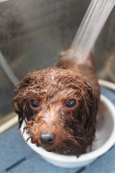 千葉県八千代市のトイプードルのオゾンシャワー画像