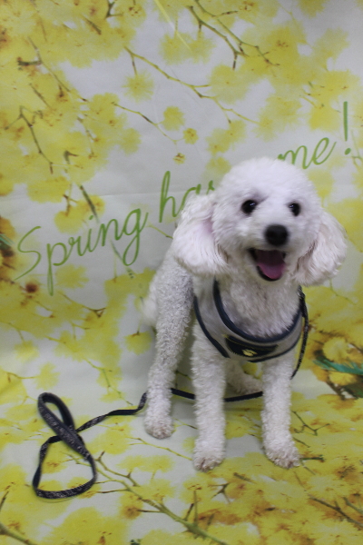 千葉県船橋市のトイプードルのトリミング前画像