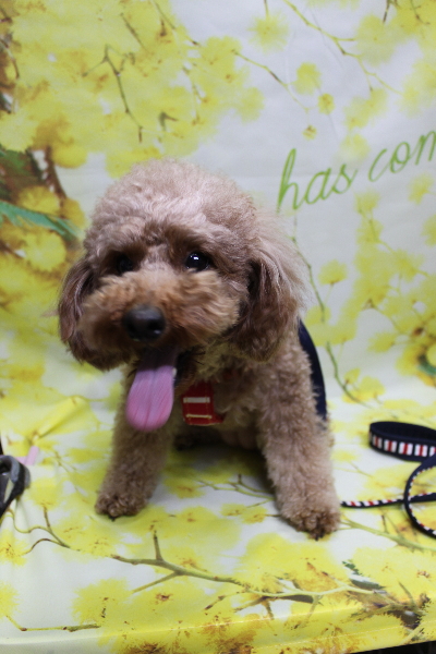 千葉県鎌ヶ谷市のトイプードルのトリミング前画像