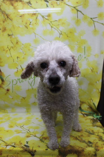 千葉県市川市のトイプードルのトリミング前画像