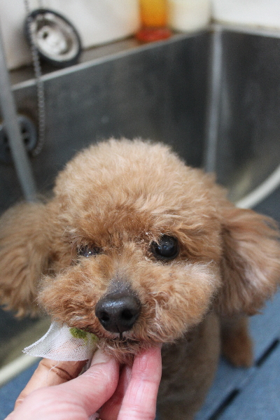 千葉県船橋市のトイプードルの歯磨き画像