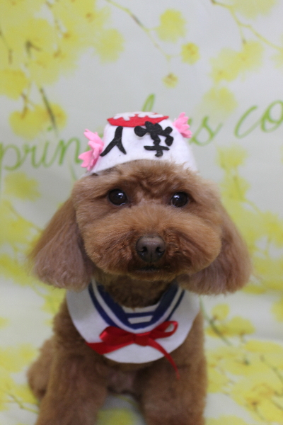 千葉県市川市のトイプードルのトリミング画像