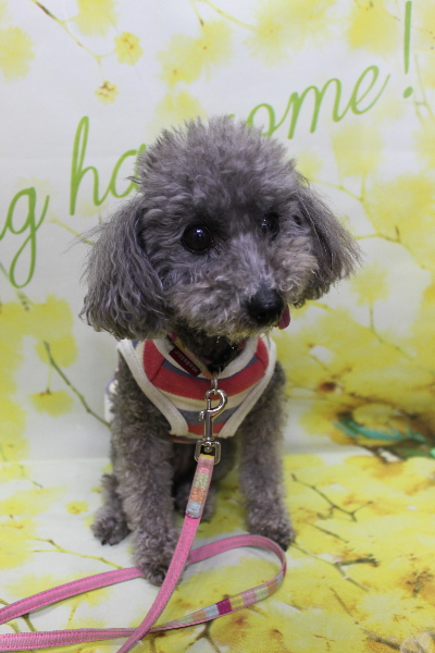 千葉県船橋市のトイプードルのトリミング前画像