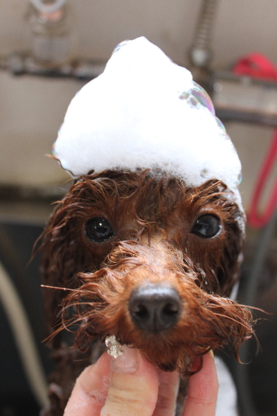 千葉県八千代市のトイプードルのシャンプー画像