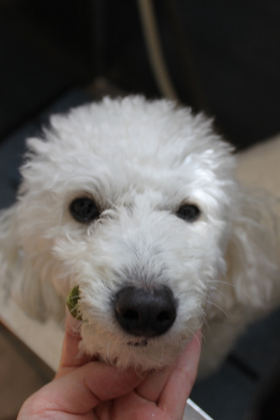 千葉県船橋市のトイプードルの歯磨き画像