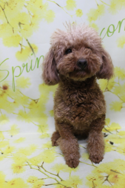 トイプードルブリーダーの成犬、トリミング画像