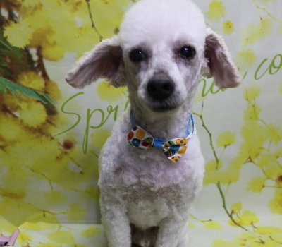 千葉県市川市のトイプードルのトリミング画像