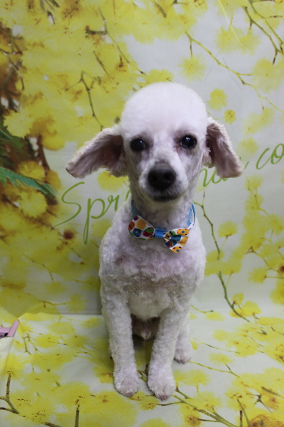 千葉県市川市のトイプードルのトリミング画像