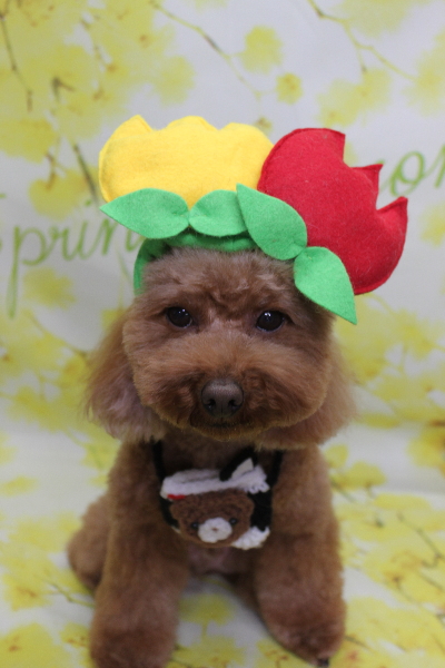 千葉県市川市のトイプードルのトリミング画像