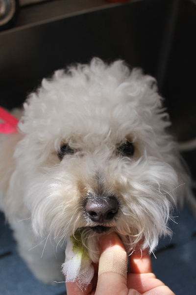 千葉県松戸市のトイプードルの歯磨き画像