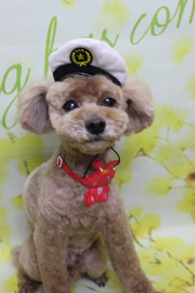 千葉県鎌ヶ谷市のトイプードルのトリミング画像