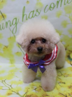 トイプードルのここなちゃん♪ 春色フラワー背景でセーラーカラーフォト！
こんにちは！ 有限会社A HAPPY DOG LIFEです。本日も可愛いわんちゃんがトリミングに来てくれました♪

■ ここなちゃん、ふんわり韓国ベアスタイルでおめかし

本日はトイプードルのここなちゃんがトリミングに来てくれました✨

トリミング後のボディは体13ミリでカットし、全体的にふんわりとした韓国ベアスタイルに仕上げています。体のラインを見ながら丸みを大切に整え、足先までコロンと可愛らしいシルエットになるようカットしました。

お顔まわりは、黒くまんまるなおめめと、ちいさな黒いお鼻がよく見えるまんまるフェイススタイルです♪ アプリコットカラーの柔らかい毛並みをいかしつつ、顔周りを丸く整えて、ぬいぐるみのような愛らしい表情になりました。首元には、赤い縁取りの白いセーラー風カラーと紫色のリボンをコーディネートし、春のお出かけにもぴったりの爽やかなマリンスタイルでおめかししています。

■ ハーブ歯磨きでお口のケアもプラス

ここなちゃんは本日、オプションでハーブ歯磨きもご利用いただきました。

トリミングと合わせてお口のケアを行うことで、おうちでの歯磨きの負担軽減にもつながります。わんちゃんの様子を見ながら、やさしくケアしていきますので、「歯みがきが苦手」「お口のケアが気になる」という方は、お気軽にご相談ください。

■ 「Spring has come」フラワー背景で春爛漫の記念フォト📸

トリミング＆おめかしのあとは、お楽しみの記念撮影タイム♪

撮影ブースには、淡いイエローをベースに、小さな黄色いお花とグリーンの葉が描かれたフラワーモチーフ背景をセレクトしました。上部には英字で「Spring has come」の文字が入り、春の訪れを感じる明るくナチュラルな雰囲気のセットです。

ここなちゃんは背景の前でちょこんとおすわりし、カメラをまっすぐ見つめてくれました。アプリコットの被毛に白いセーラーカラーと紫リボン、やわらかなイエローフラワー背景の組み合わせで、春のごあいさつにも使いやすい、とっておきの一枚になりました💕

当サロンでは、オプションメニューをお選びいただいたわんちゃんには、帽子を被った特別フォトもお撮りしています。季節や背景に合わせた帽子をご用意しておりますので、ぜひ記念にご利用ください。

■ わんちゃんに優しいトリミング＆毎月変わる無料フォト

当サロンでは、わんちゃん一頭一頭にしっかり時間をかけ、負担の少ない丁寧な施術を心がけています。トリマーにも無理のない頭数調整を行い、落ち着いた環境のなかでトリミングを行うことで、わんちゃんがリラックスして過ごせるよう配慮しています。

トリミング後には、毎月変わる背景セットで記念撮影を実施中です。季節に合わせた背景に、首飾りやリボン、蝶ネクタイ、帽子、洋服など、わんちゃんの可愛さを引き立てるアイテムを多数ご用意。被り物・洋服は約300着の中から、その子の雰囲気や毛色に合わせてお選びいただけます。

撮影したお写真のデータは無料でお渡ししていますので、ご家族での記念や季節のごあいさつ用のお写真として、ぜひご活用ください。

■ ここなちゃんの料金目安（トイプードル 5.5kg未満想定）

シャンプーコース：4,980円（税込）
シャンプーカットコース：5,980円（税込）
トリミングコース：45日以内 7,980円（税込）／46～52日 8,420円（税込）／53～59日 8,860円（税込）／60日以上 9,300円（税込）
※犬の体格・毛量・月齢・オプション内容により、所要時間・料金は変わる場合があります ※トリミングコースは前回のトリミングからの日数により料金が変動します。45日以内のご利用がお得です

========================
🐾トリマーブログはこちらから🐾
https://doging.com/category/trimmer/
========================

【有限会社A HAPPY DOG LIFE】
住所：千葉県鎌ケ谷市西道野辺8-18
営業時間：9:00～17:30
定休日：不定休
駐車場：あり
支払方法：現金、クレジットカード（VISA／Master／JCB／American Express／Diners Club）※子犬の販売に限りカード利用可
電話：047-412-9630（トリミングのお電話は16:00～17:30にお願いいたします）
FAX：047-412-9631
お問い合わせフォーム：https://doging.com/trimming-form/
予約（LINE）：https://line.me/ti/p/_EB9wbOr2_#~
公式サイト：https://doging.com/
Instagram：https://www.instagram.com/ahappydoglife1/

#トイプードル #トリミングサロン #鎌ケ谷トリミング #犬のいる暮らし #ペットフォト