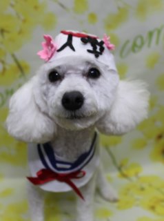 トイプードルのだいふくくん♪ 春色フラワー背景で帽子コスチュームコラージュフォト！
こんにちは！ 有限会社A HAPPY DOG LIFEです。本日も可愛いわんちゃんがトリミングに来てくれました♪

■ だいふくくん、すっきりベアカット＆6ミリボディでおめかし

本日はトイプードルのだいふくくんがトリミングに来てくれました✨

全身は6ミリカットで、日常のお手入れがしやすいすっきりスタイルに。体のラインを見ながら整え、足先までコンパクトで丸みのあるシルエットになるよう仕上げました。

お顔まわりは、黒くまんまるなおめめと、ちいさな黒いお鼻がよく見えるベアカットスタイルです♪ お耳もすっきりめにカットし、より幼くキュートな印象になりました。

本日はオプションで、ハーブ歯磨きと自然流シャンプーもご利用いただきました。トリミングと合わせてお口やお肌のケアをプラスすることで、日々のお手入れがぐっと楽になります。

■ 3パターンの帽子コスチュームで楽しむ春色フラワー背景コラージュ📸

トリミングのあとは、お楽しみの記念撮影タイム♪

撮影ブースには、黄色い小花が枝いっぱいに描かれたフラワーモチーフ背景をセレクトしました。明るいイエロートーンがふんわり広がる、春らしいあたたかな雰囲気のセットです。

だいふくくんは、3種類の帽子コスチュームでおめかししてコラージュフォトに。

１枚目：「入学」の文字入り帽子にセーラー服で入学式コーデ
２枚目：カラフルなチューリップモチーフの帽子に、首元にはブラウン×ブラックのカメラを下げた、小さなカメラマン風スタイル
３枚目：ピンクの帽子をちょこんとかぶり、横にはピンクのランドセルをセットした、入学シーズンを思わせるスクール風スタイル
どのカットでもちょこんとおすわりしてカメラを見つめるだいふくくんの姿がとても愛らしく、春のごあいさつにもぴったりな、とっておきのコラージュショットになりました💕

■ オプションご利用のわんちゃんには「帽子フォト」サービスも♪

当サロンでは、オプションメニューをお選びいただいたわんちゃんを対象に、帽子を被った特別フォトをお撮りしています。

季節や背景に合わせた帽子や小物をご用意し、その子の雰囲気に合わせてコーディネート。トリミング後の記念としてはもちろん、年賀状や季節のごあいさつ用のお写真にもご活用いただけます。

※帽子フォトはオプション利用のわんちゃん向けサービスです。ご希望の方は受付時にお気軽にお声がけください

■ わんちゃんに優しいトリミング＆毎月変わる無料フォト

当サロンでは、わんちゃん一頭一頭にしっかり時間をかけ、負担の少ない丁寧な施術を心がけています。トリマーにも無理のない頭数調整を行い、落ち着いた環境のなかでトリミングを行うことで、わんちゃんがリラックスして過ごせるよう配慮しています。

トリミング後には、毎月変わる背景セットで記念撮影を実施中です。季節に合わせた背景に、首飾りやリボン、蝶ネクタイ、帽子、洋服など、わんちゃんの可愛さを引き立てるアイテムを多数ご用意。被り物・洋服は約300着の中から、その子の雰囲気や毛色に合わせてお選びいただけます。

撮影したお写真のデータは無料でお渡ししていますので、ご家族での記念や季節のごあいさつ用のお写真として、ぜひご活用ください。

■ だいふくくんの料金目安（トイプードル 5.5kg未満想定）

シャンプーコース：4,980円（税込）
シャンプーカットコース：5,980円（税込）
トリミングコース：45日以内 7,980円（税込）／46～52日 8,420円（税込）／53～59日 8,860円（税込）／60日以上 9,300円（税込）
※犬の体格・毛量・月齢・オプション内容により、所要時間・料金は変わる場合があります ※トリミングコースは前回のトリミングからの日数により料金が変動します。45日以内のご利用がお得です

========================
🐾トリマーブログはこちらから🐾
https://doging.com/category/trimmer/
=======

【有限会社A HAPPY DOG LIFE】
住所：千葉県鎌ケ谷市西道野辺8-18
営業時間：9:00～17:30
定休日：不定休
駐車場：あり
支払方法：現金、クレジットカード（VISA／Master／JCB／American Express／Diners Club）※子犬の販売に限りカード利用可
電話：047-412-9630（トリミングのお電話は16:00～17:30にお願いいたします）
FAX：047-412-9631
お問い合わせフォーム：https://doging.com/trimming-form/
予約（LINE）：https://line.me/ti/p/_EB9wbOr2_#~
公式サイト：https://doging.com/
Instagram：https://www.instagram.com/ahappydoglife1/

#トイプードル #トリミングサロン #鎌ケ谷トリミング #犬のいる暮らし #ペットフォト