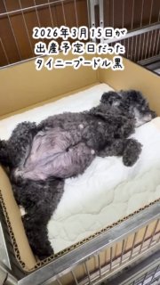 2026年3月15日が出産予定日だったタイニープードルブラック。交配相手はティーカッププードルブラウンのフジ（遺伝子3項目クリア）。事前のレントゲンでは3頭確認。

15日に体温低下が見られ、16日朝から産気付いて、お昼過ぎに1頭目が足から出て来た逆子。
陣痛微弱でなかなか出て来ず。慌てず息みに合わせて、首に負担がかからないよう力加減をしながら引っ張り出しました。
12時15分ブラック女の子が産まれました。時間がかかりましたが、心拍がしっかりあり呼吸をしました。
羊膜を破って、洗って滑りを取り、ドライヤーで乾かします。
ブリーダー用の初乳ミルクで哺乳しました。

1頭目が産まれてすぐ胎盤剥離が起きました。急いでブリーダーからの信頼が厚い千葉県鎌ヶ谷市のハロー動物病院に連れて行き、陣痛促進剤投与等の処置を行って、経過観察後、帝王切開する事なく奇跡的に助かりました。
ブラウン男の子です。白いゴムをしました。

2頭目の出産後、帰宅して様子を見ていましたが、どうしても外出する必要があり、スタッフのトリマーにお産を任せました。
15時45分頃、羊膜に包まれて綺麗に産まれて来た子犬はブラウン男の子です。ベージュのゴムをしました。

1頭目の出産から3時間半程で3頭の出産なので、数字で見るとブリーダー的には大した事ないのですが、こんな時もあります。

2026年3月16日生トイプードル
ブラウン男の子2頭ブラック女の子です。

#2026年3月16日生まれ
#トイプードルブリーダー
#トイプードル子犬

#イニシャルDの一族
#語彙ウェブデザイナー