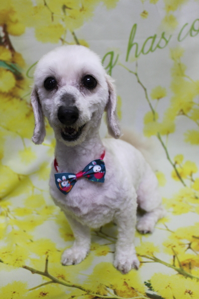 千葉県船橋市のミックス犬のトリミング画像