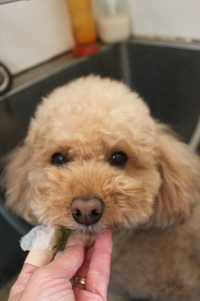千葉県佐倉市のトイプードルの歯磨き画像