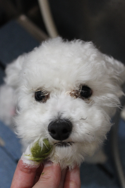 千葉県鎌ケ谷市のトイプードルの歯磨き画像
