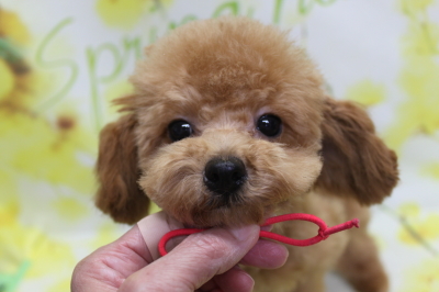 トイプードルブリーダーの子犬、トリミング画像