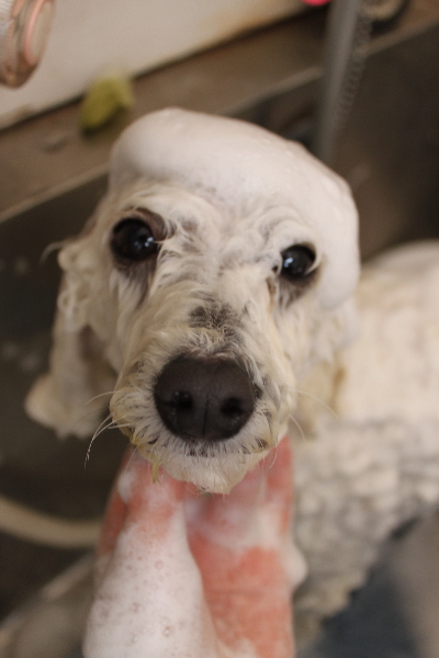 千葉県船橋市のトイプードルのシャンプー画像