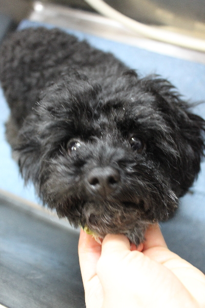 千葉県鎌ヶ谷市のトイプードルの歯磨き画像