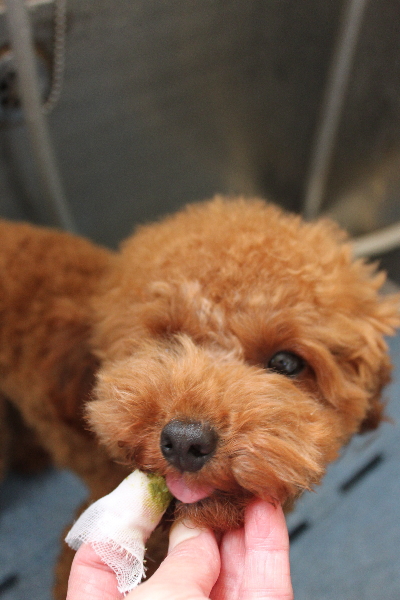千葉県船橋市のトイプードルの歯磨き画像