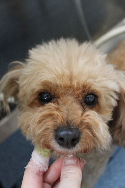 千葉県船橋市のトイプードルの歯磨き画像