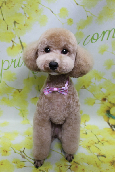 千葉県鎌ケ谷市のトイプードルのトリミング画像