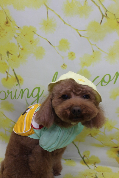 千葉県市川市のトイプードルのトリミング画像